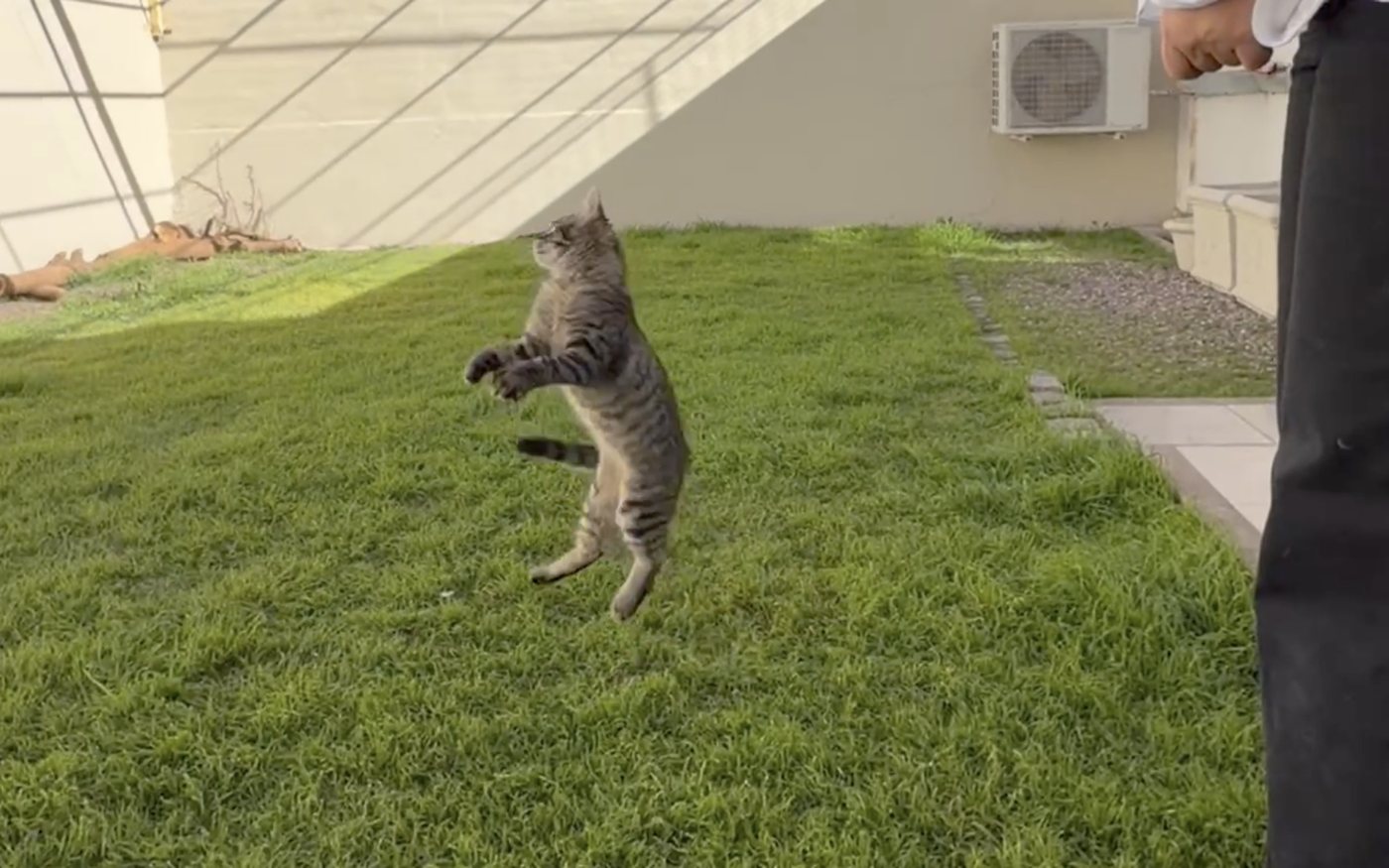 Un gato salta para atrapar un juguete sobre el pasto del catio