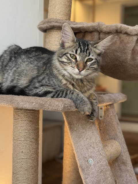 Gato atigrado recostado en un rascador, mirando a cámara