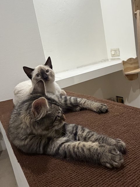 Gato siamés y gato atigrado descansando juntos sobre una repisa