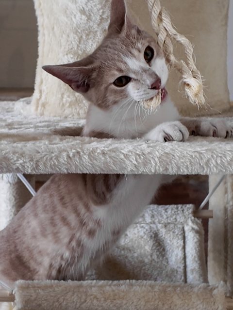 Gato jugando con una soga en un rascador de peluche