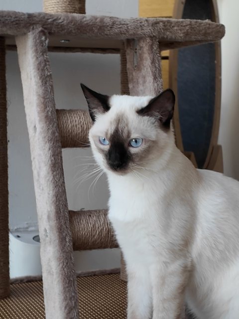 Gato siamés de ojos celestes sentado junto a un rascador