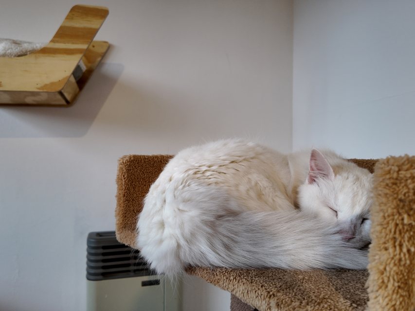 Gato blanco durmiendo enroscado en la cima de un rascador