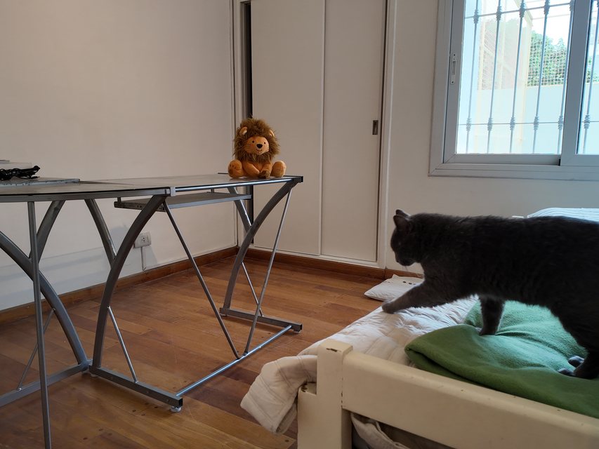 Gato negro caminando sobre la cama de una sala privada