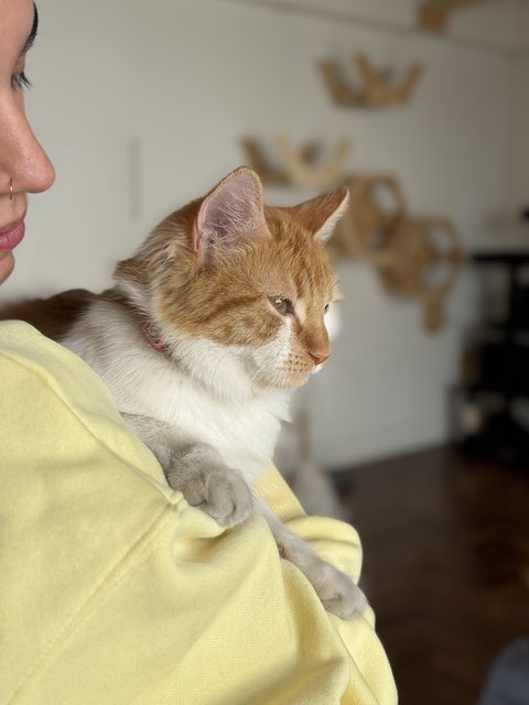 Paula con un gato naranja y blanco en brazos