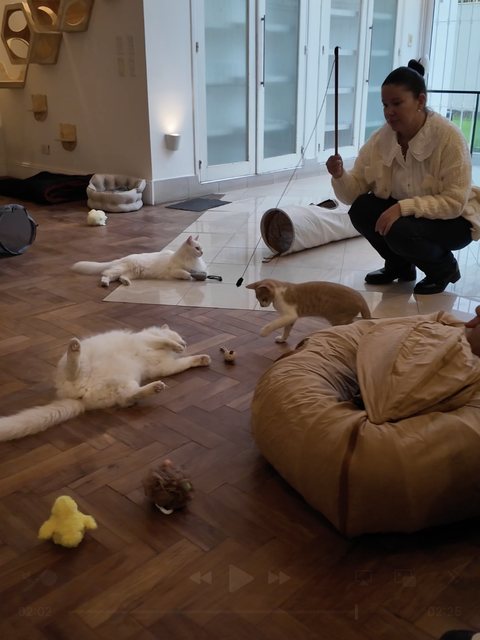 Paula jugando con varios gatos en la Sala Micio