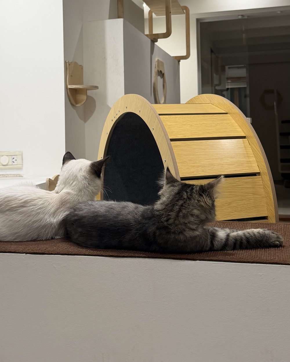 Dos gatos descansan juntos junto a la rueda de madera de la Sala Micio