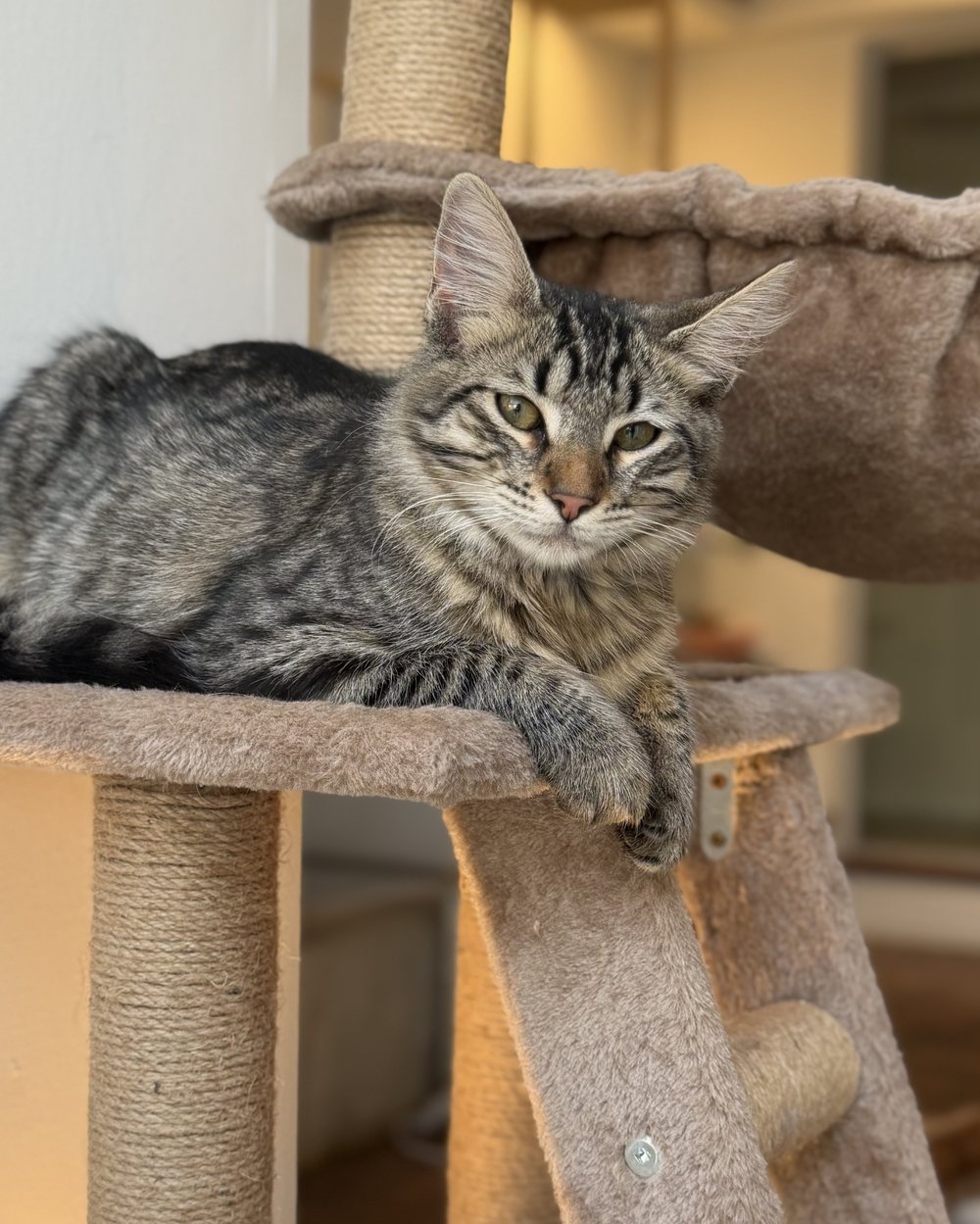 Gato atigrado recostado en un rascador, mirando a cámara