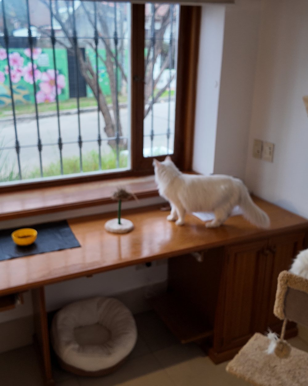 Sala privada con ventana a la calle, repisas de madera para trepar y un gato blanco mirando afuera