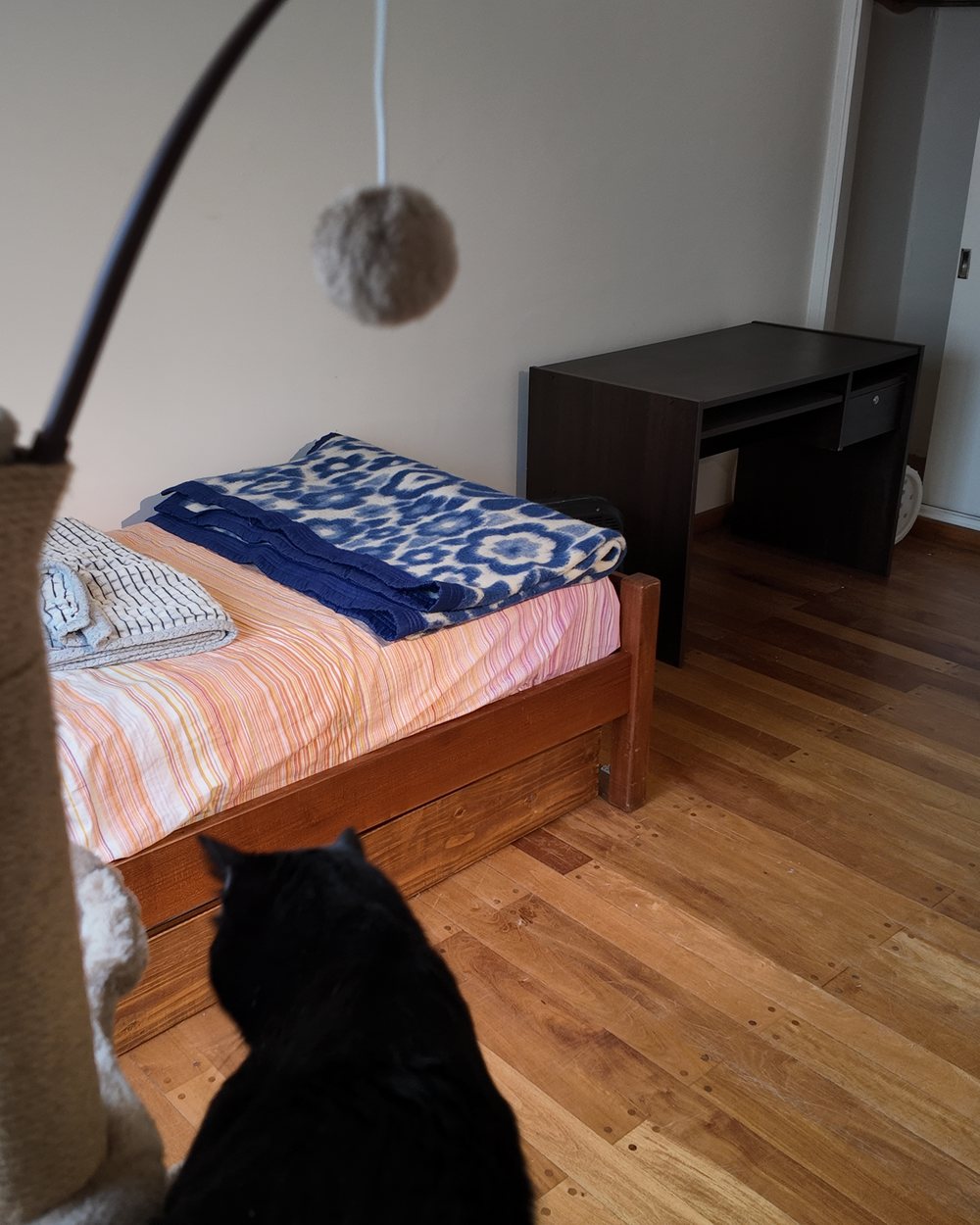 Sala privada con cama, rascador y un gato negro