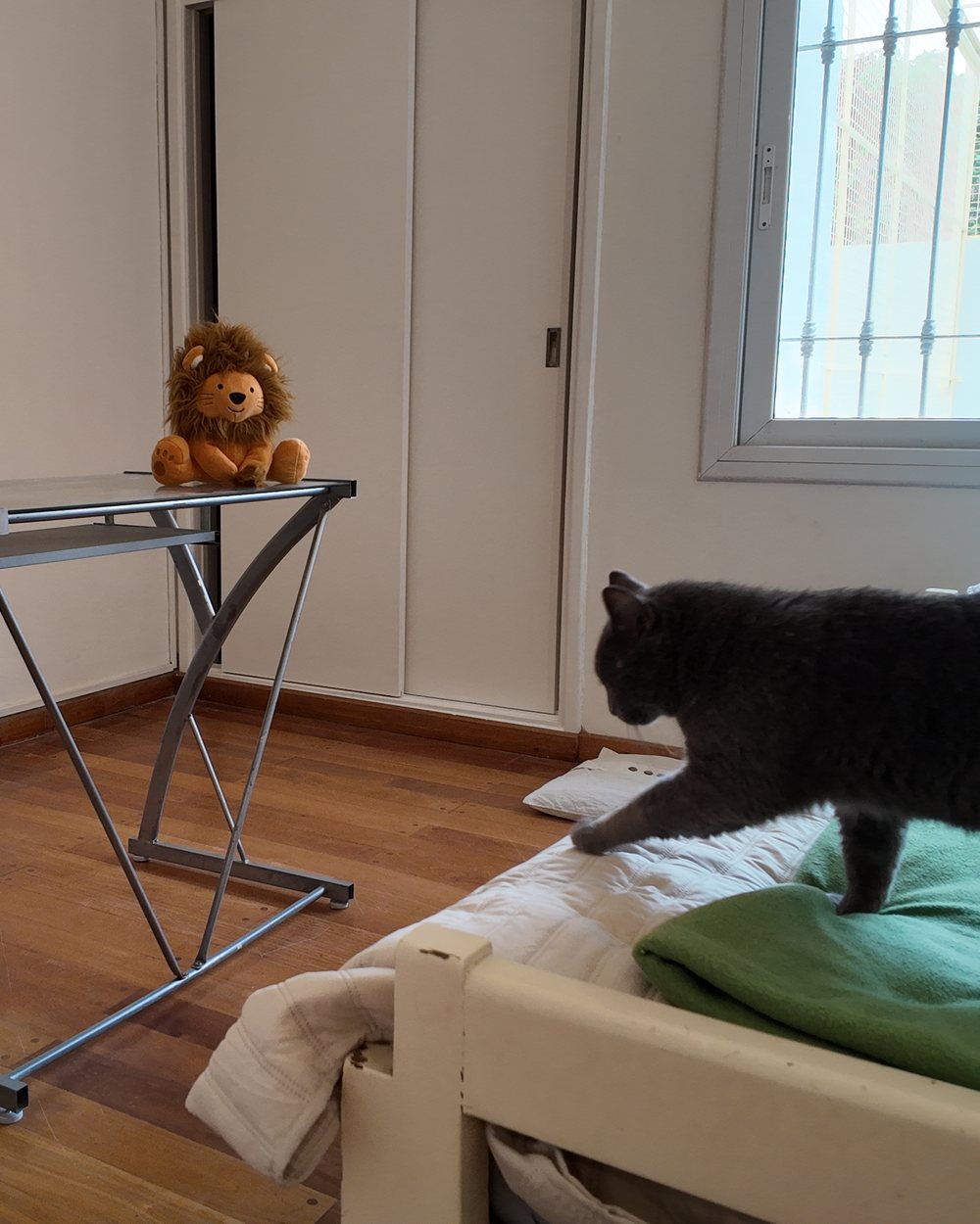 Gato negro caminando sobre la cama de una sala privada