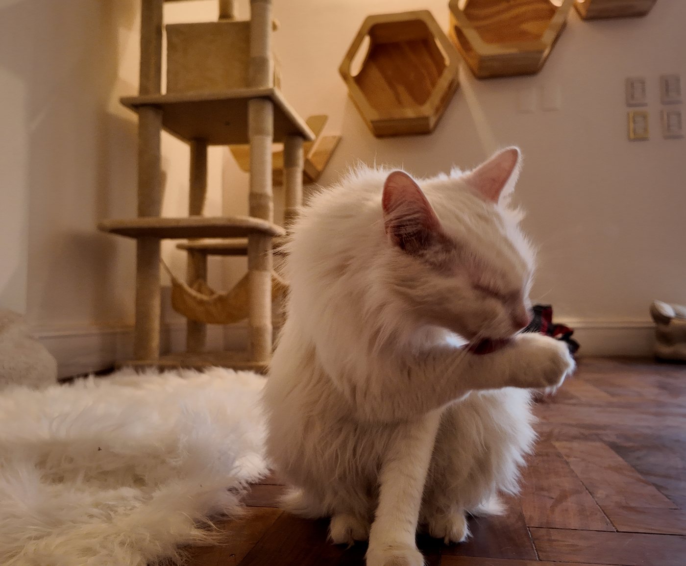 Un gato blanco de pelo largo se lava tranquilo sobre una alfombra de piel en la Sala Micio