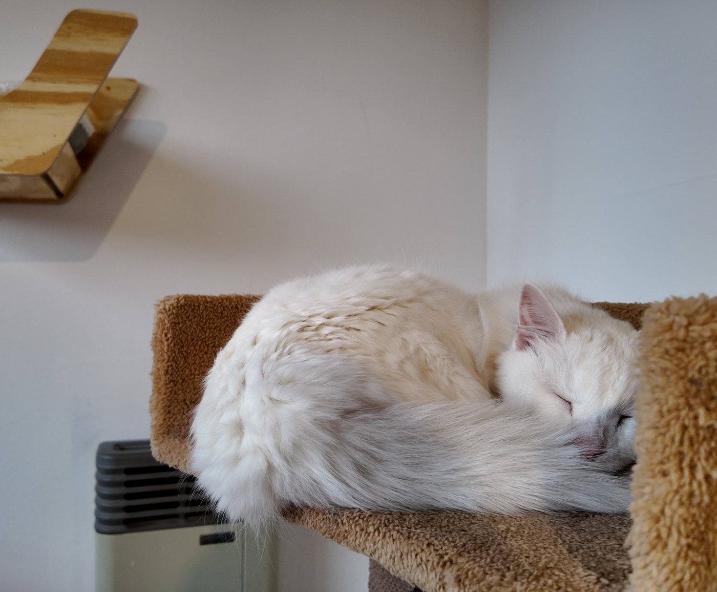 Gato blanco durmiendo enroscado en la cima de un rascador