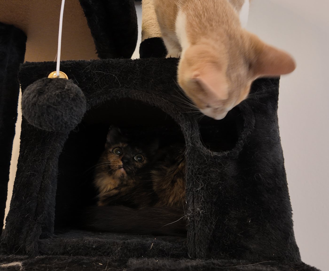 Gatito jugando en un rascador negro